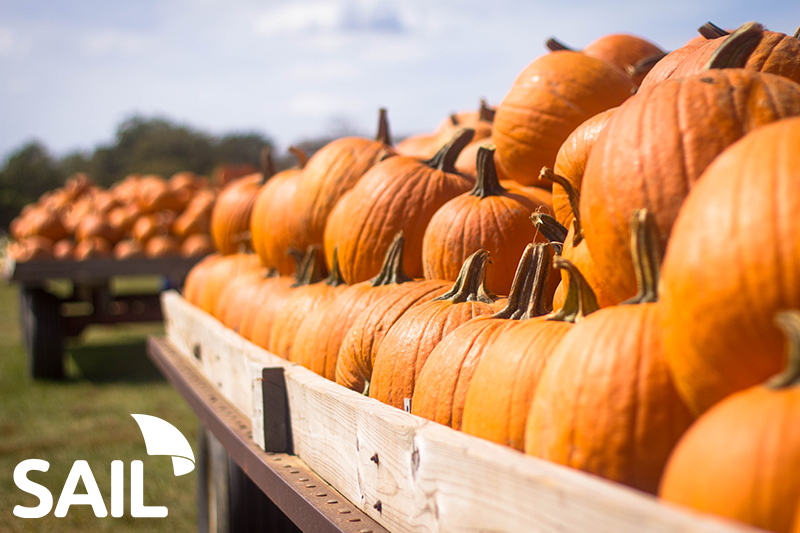 Picking up What You’re Putting Down: Where to Go Pumpkin Picking in Illinois!